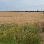 Could Britain Face Food Shortages? What the 2026 Harvest Means for Our Food Supply.