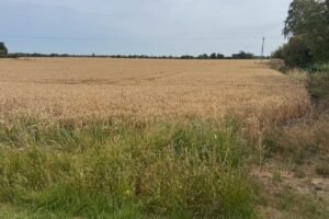 Wheat field ready for harvest in Lincolnshire during August 2026